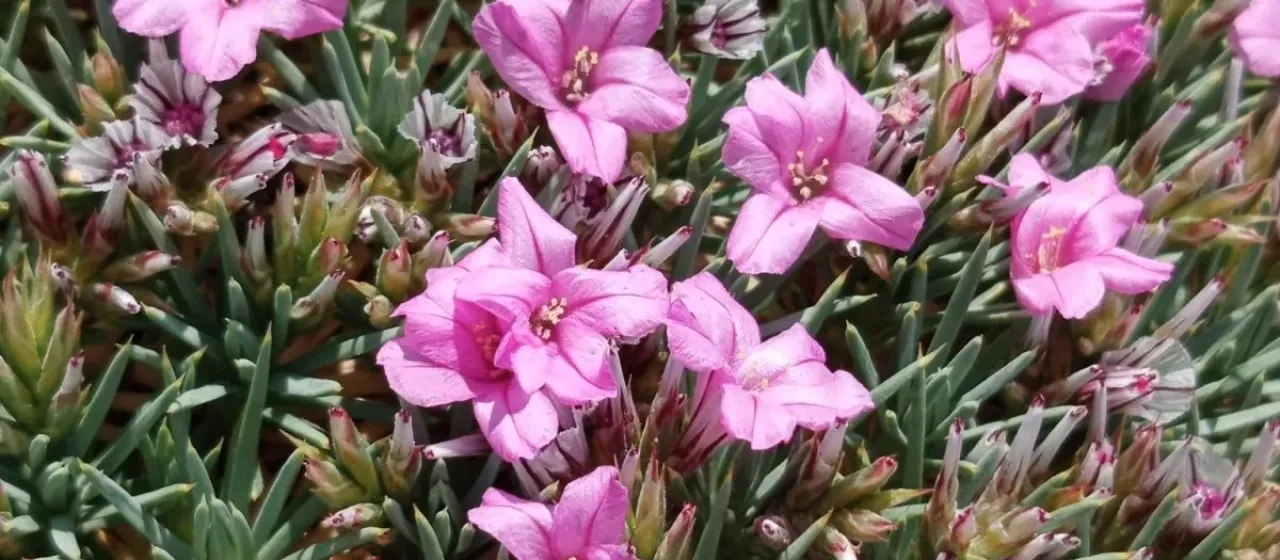 Acantholimon