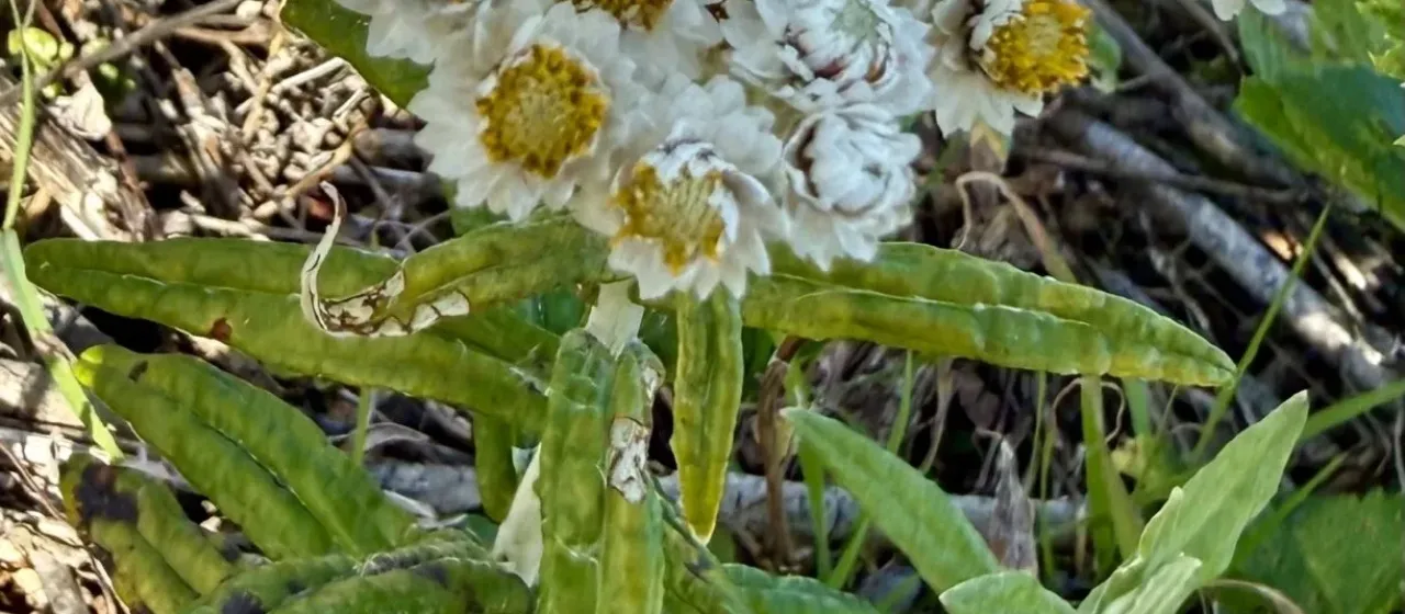 Anaphalis