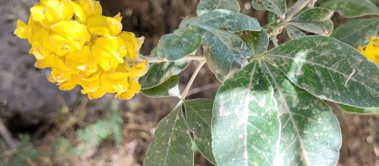 Argyrocytisus