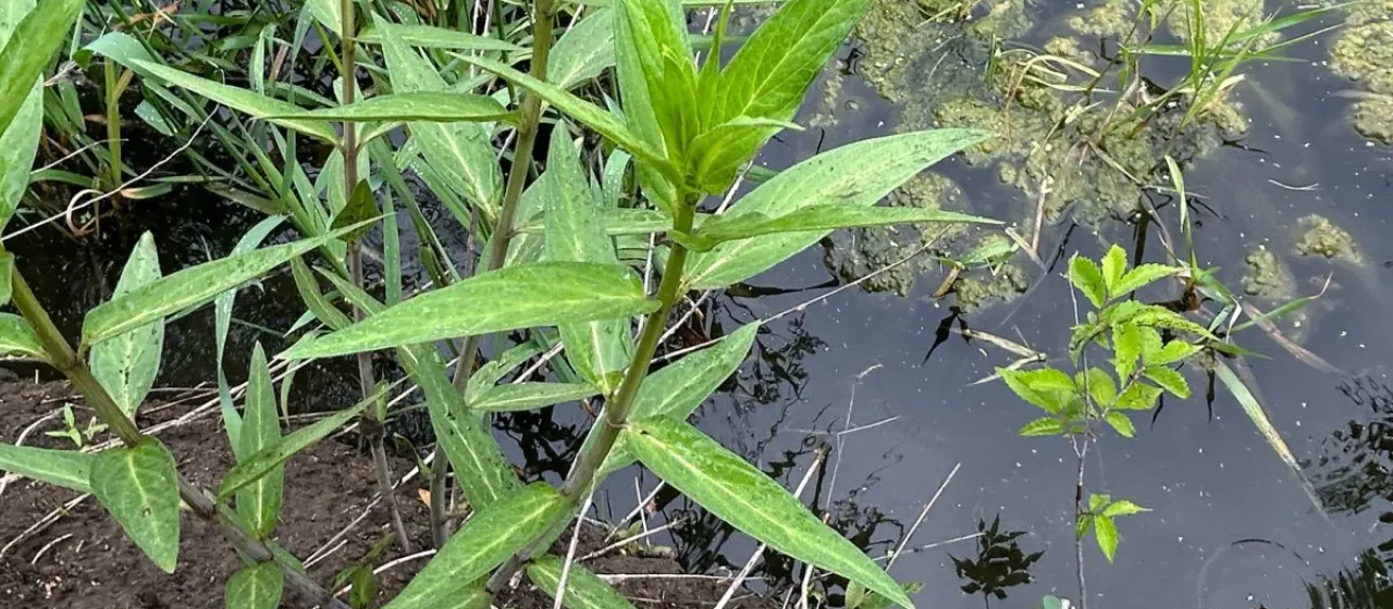 Swamp milkweed
