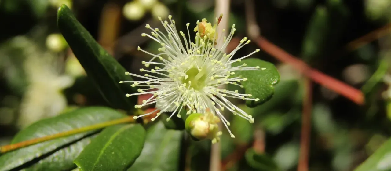 Blepharocalyx