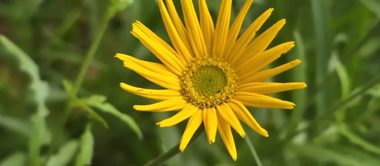 Buphthalmum