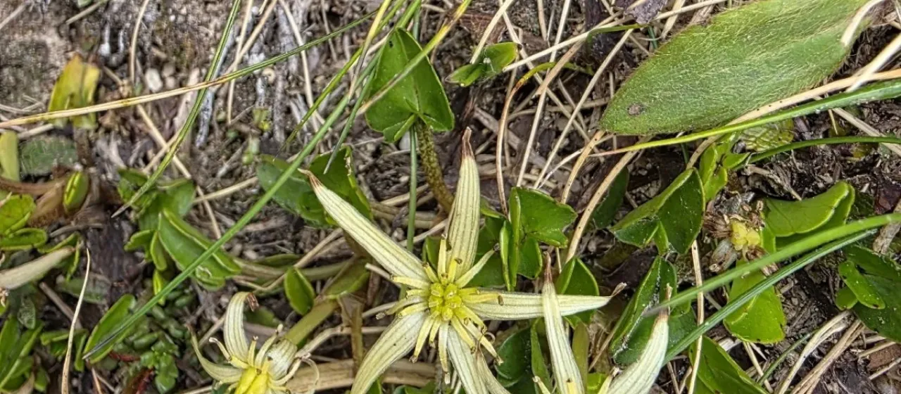 Caltha