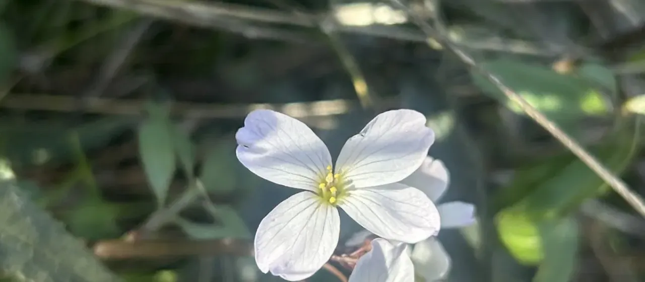 Cardamine