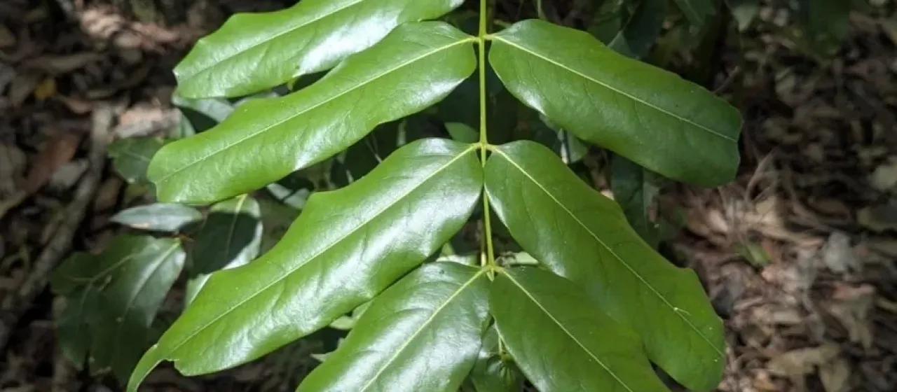 Castanospermum