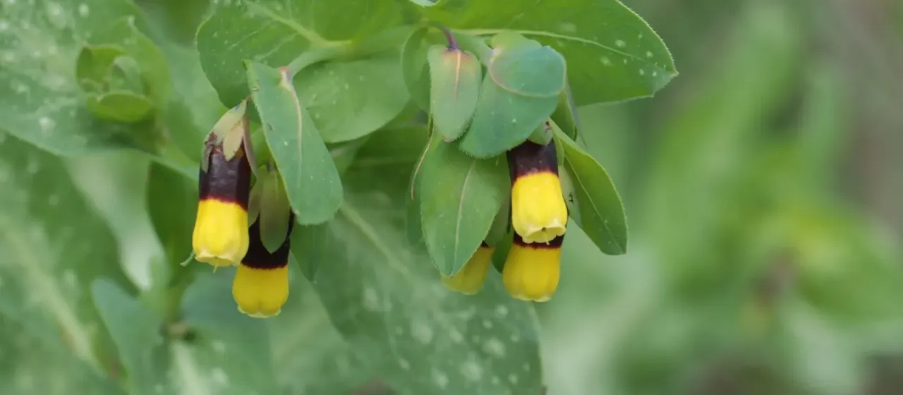 Cerinthe