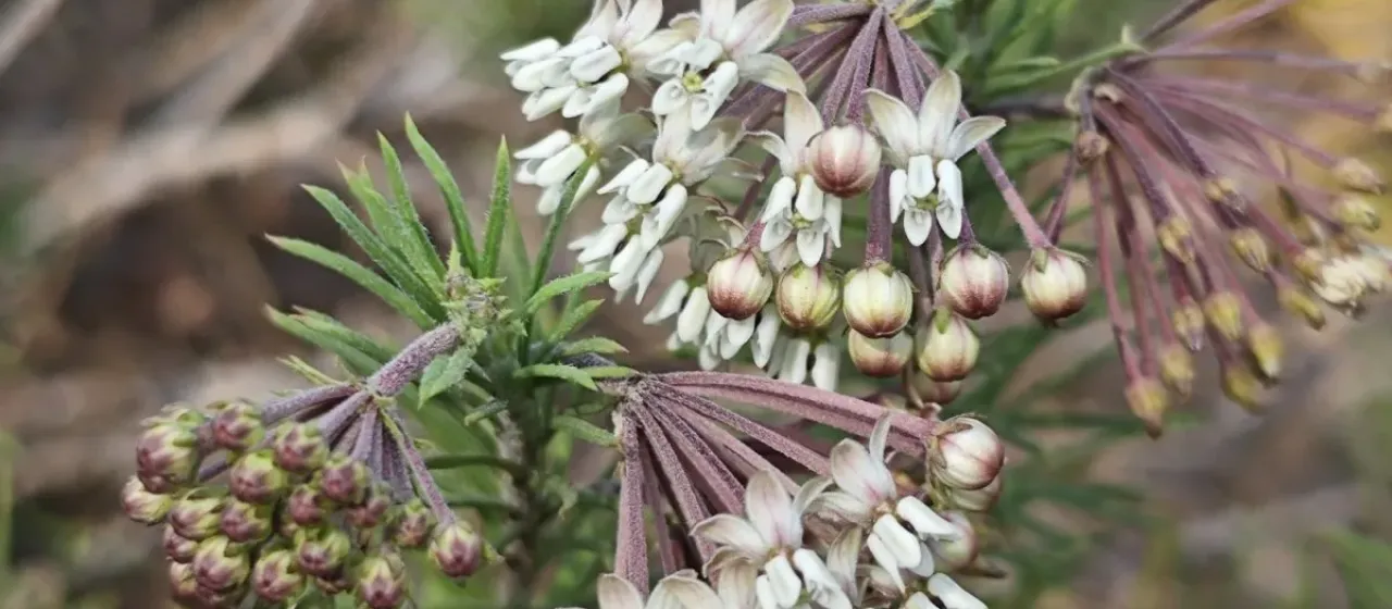 Pineleaf milkweed