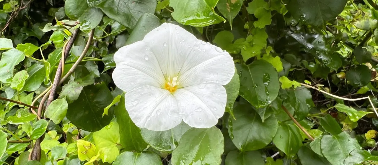 Calystegia