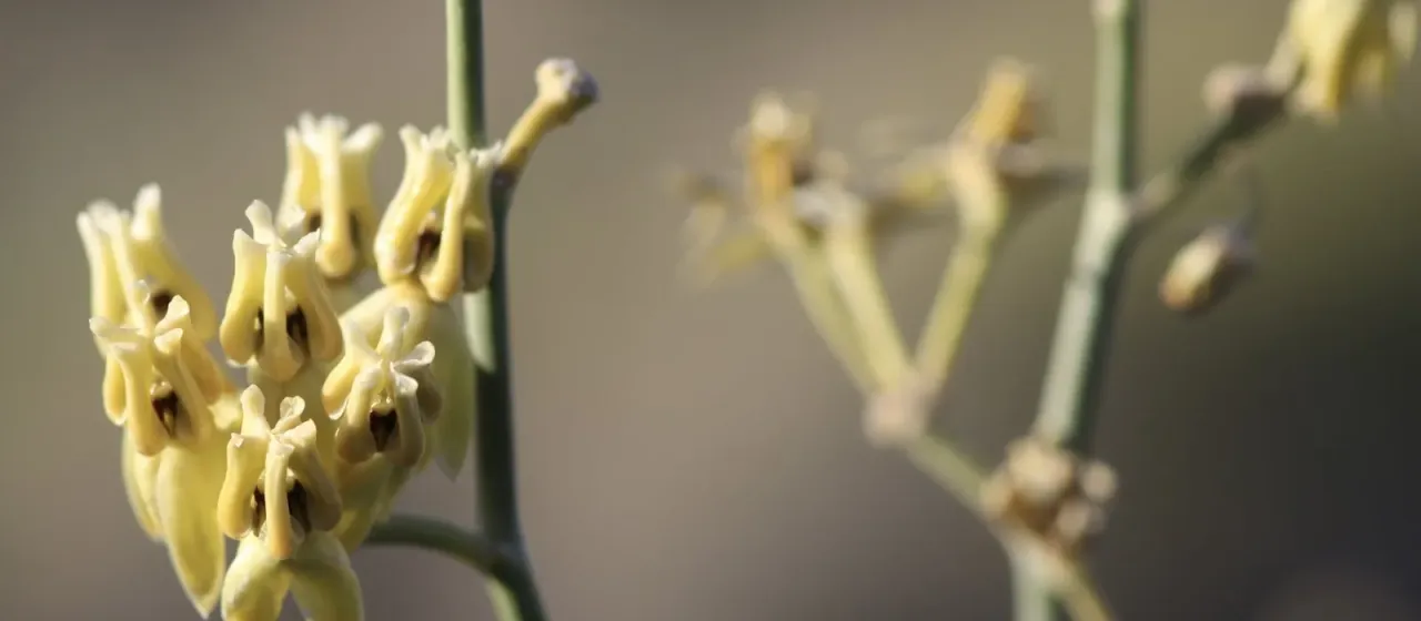 Desert milkweed