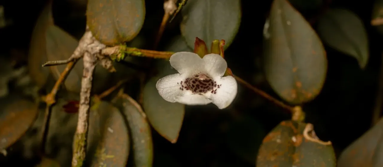 Codonanthe