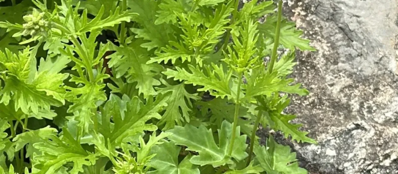 Conoclinium