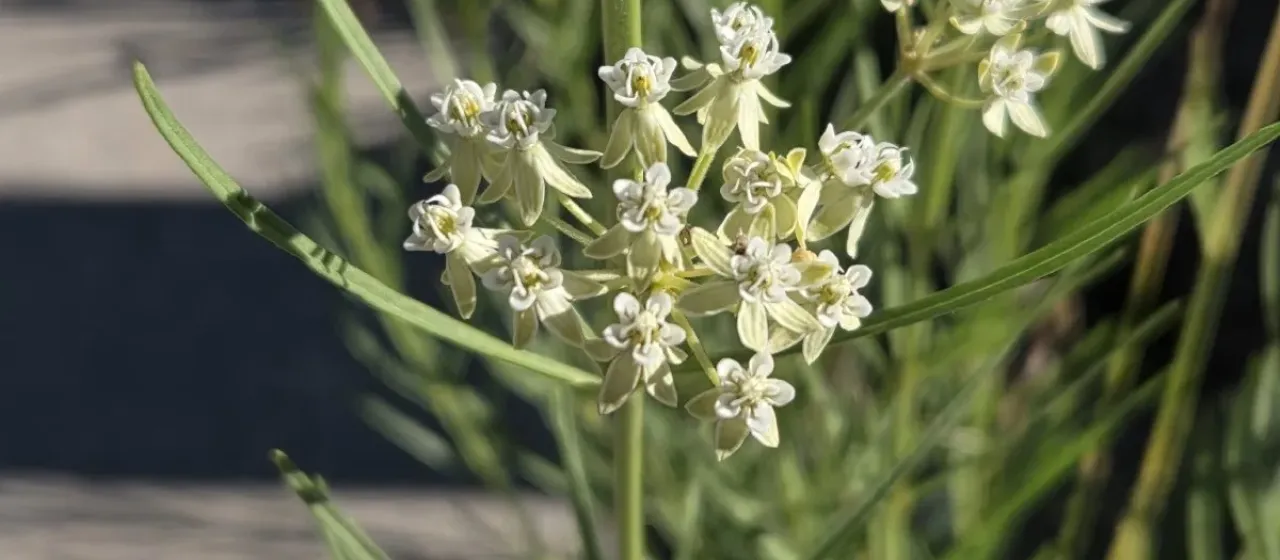 Whorled milkweed
