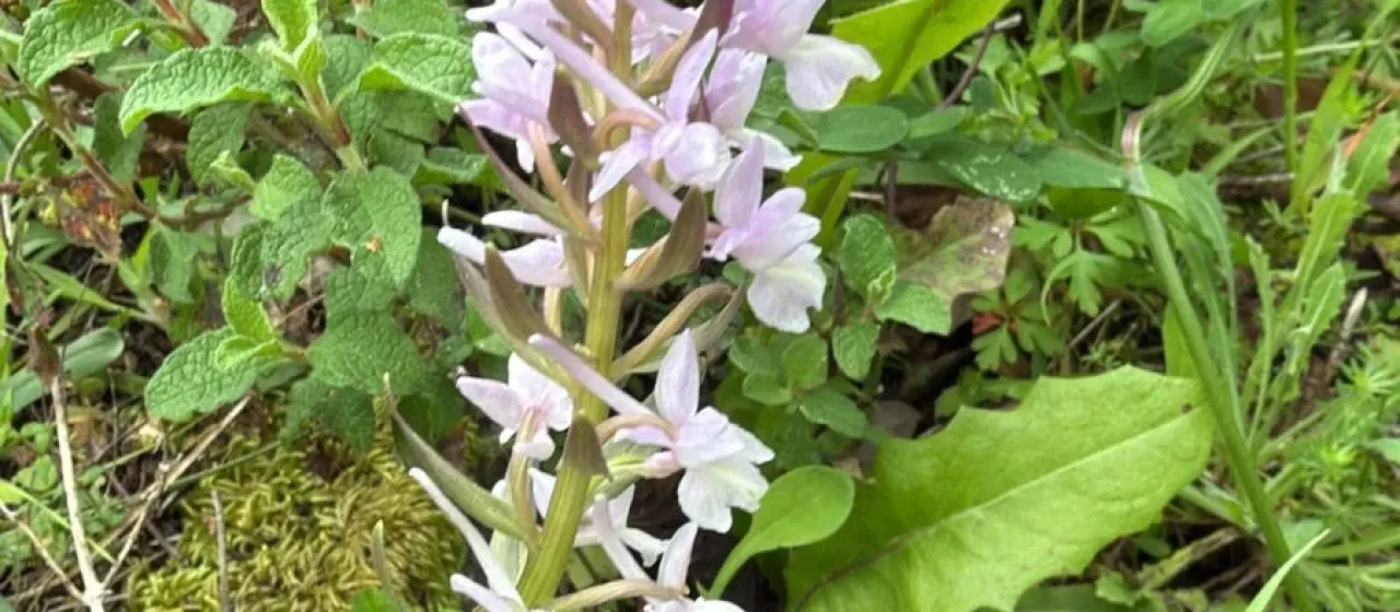 Dactylorhiza