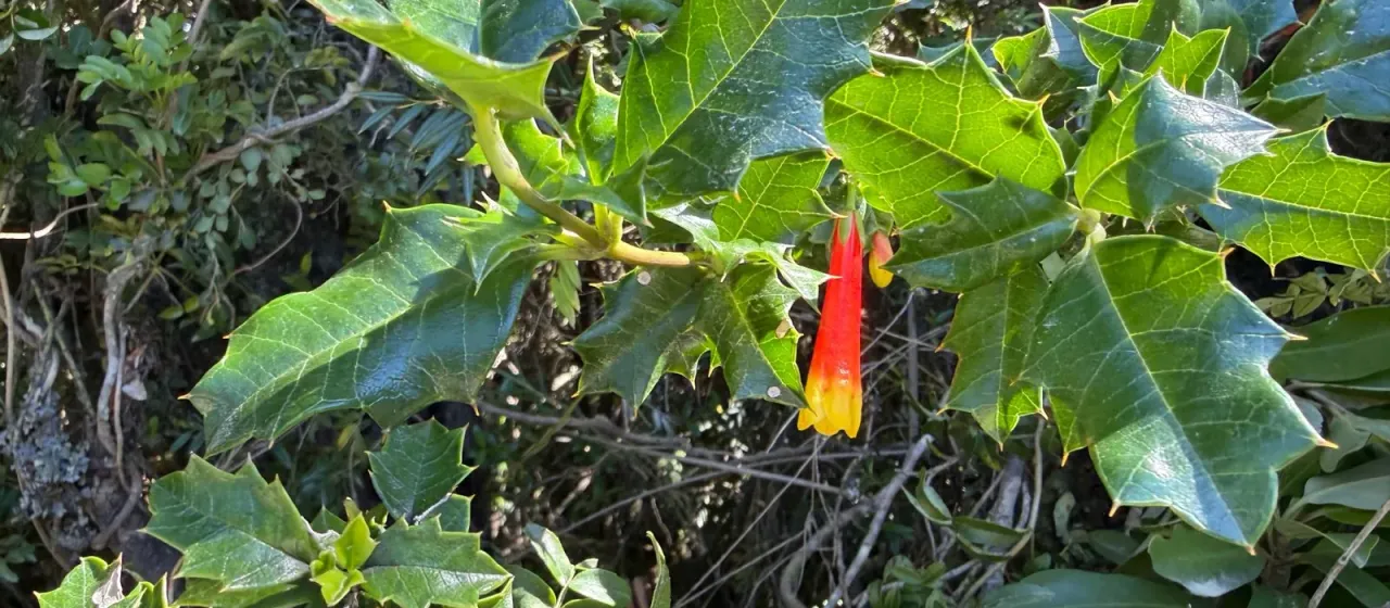 Desfontainia