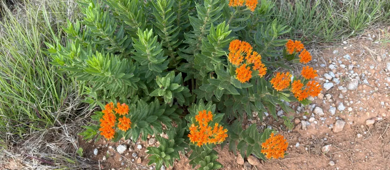 Butterfly weed