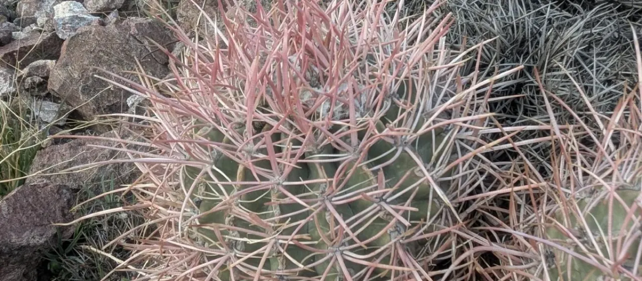 Echinocactus