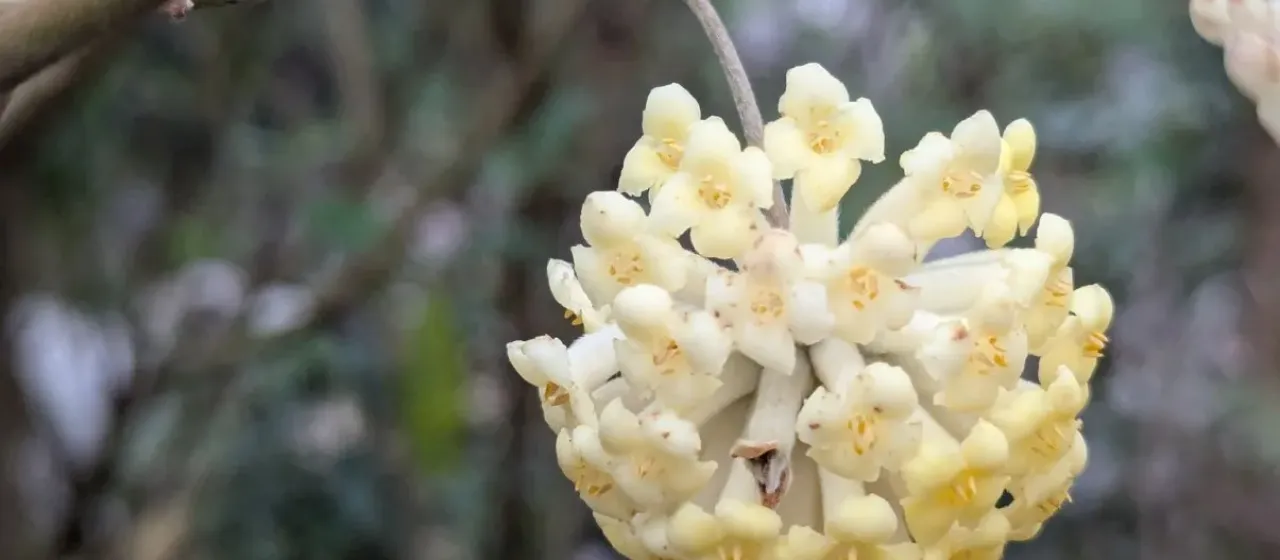 Edgeworthia