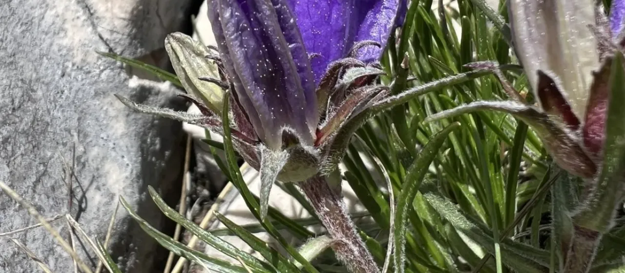 Edraianthus