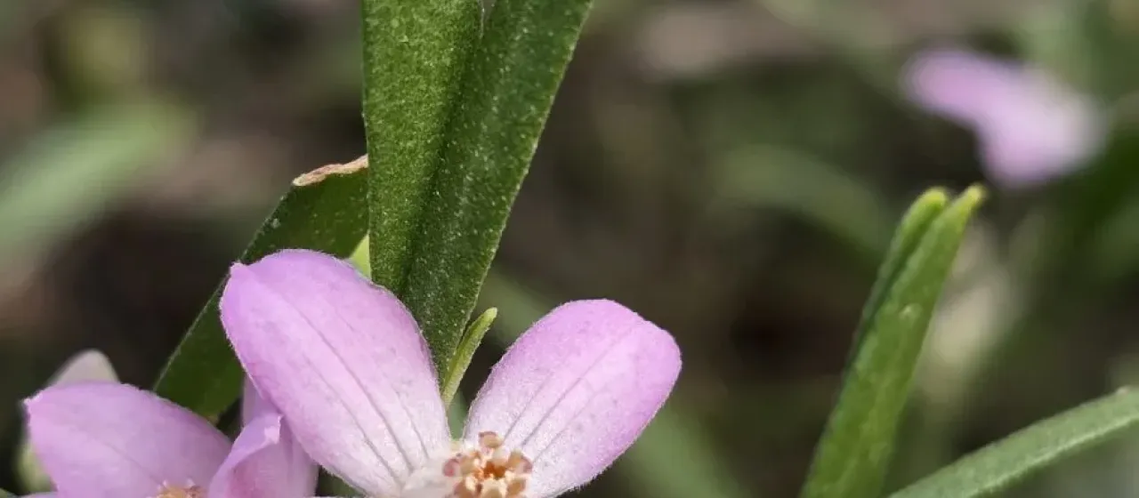 Eriostemon
