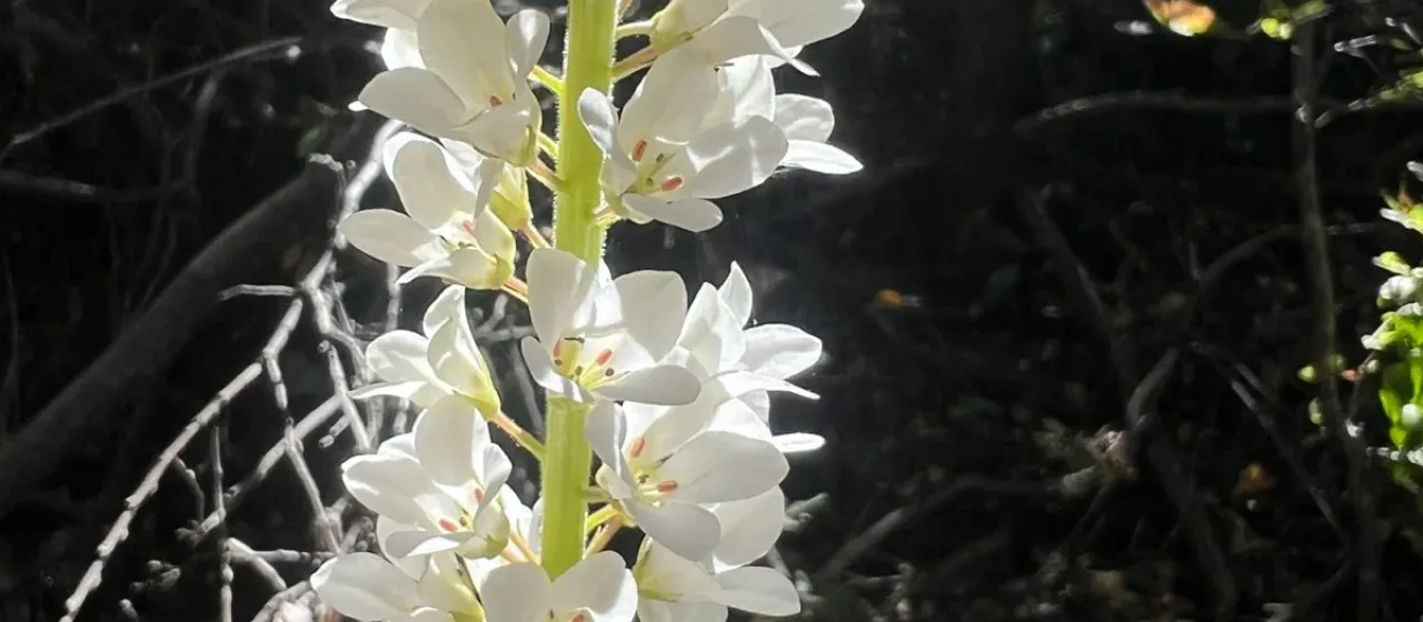 Francoa