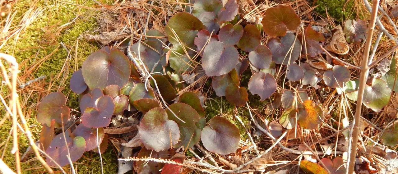 Galax