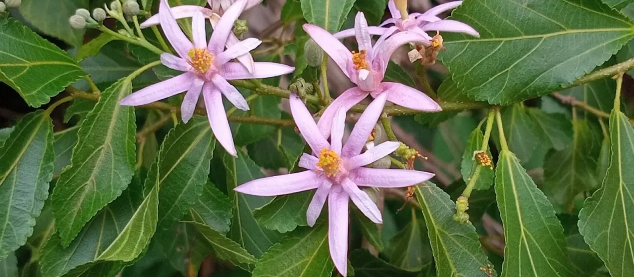 Grewia