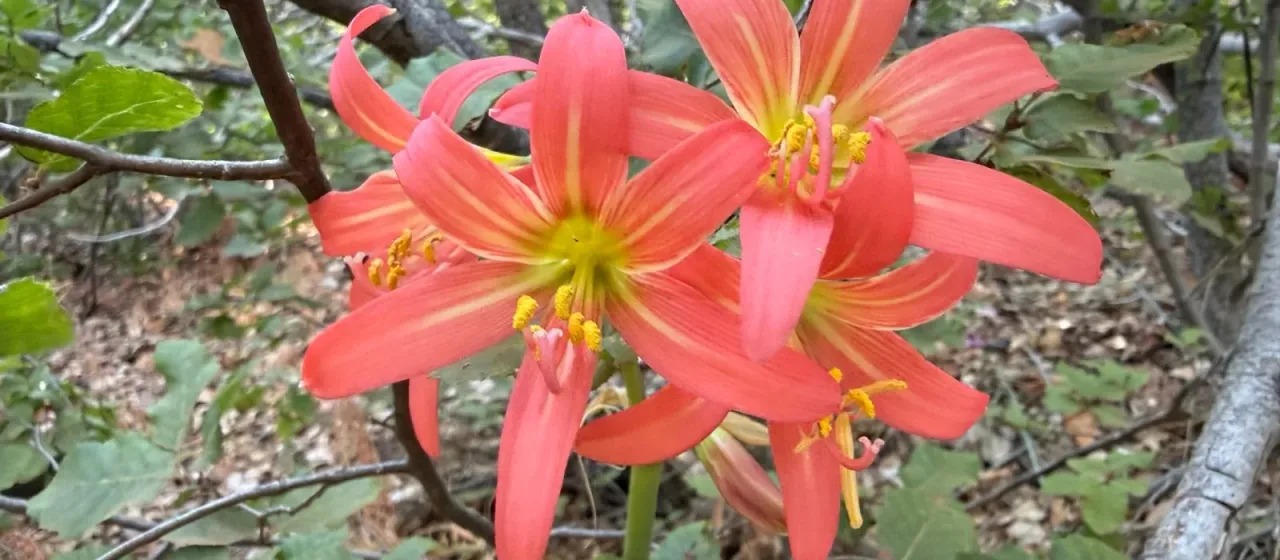Habranthus