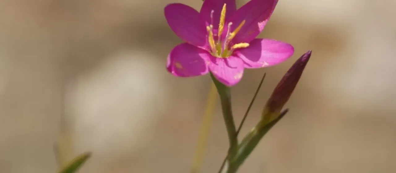 Hesperantha