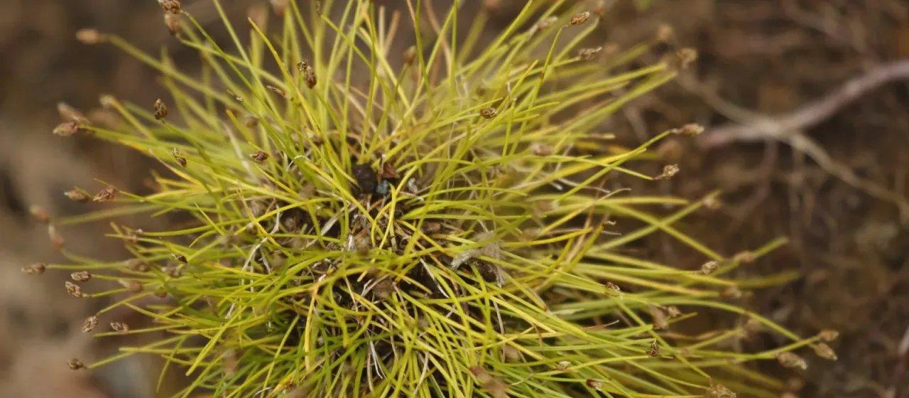 Isolepis