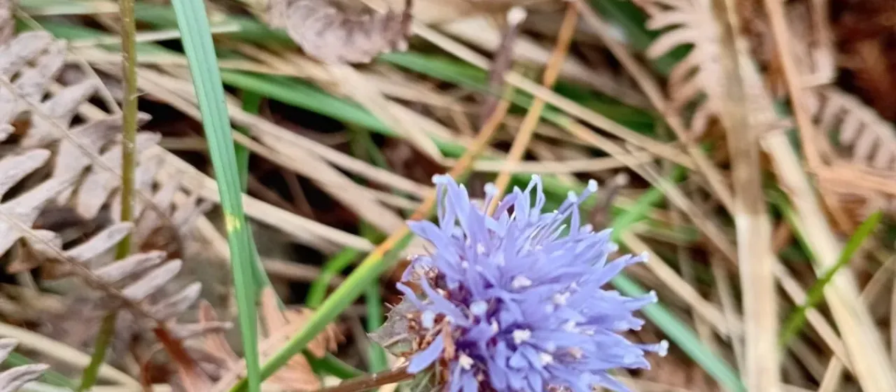 Jasione L.