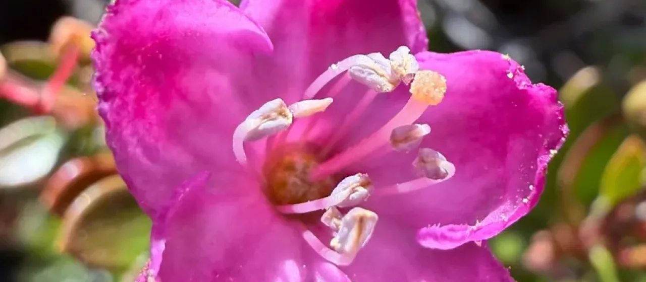 Kalmiopsis