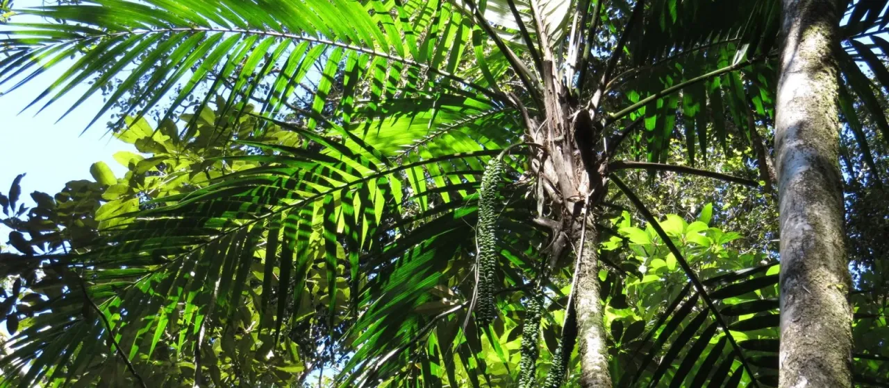 Laccospadix