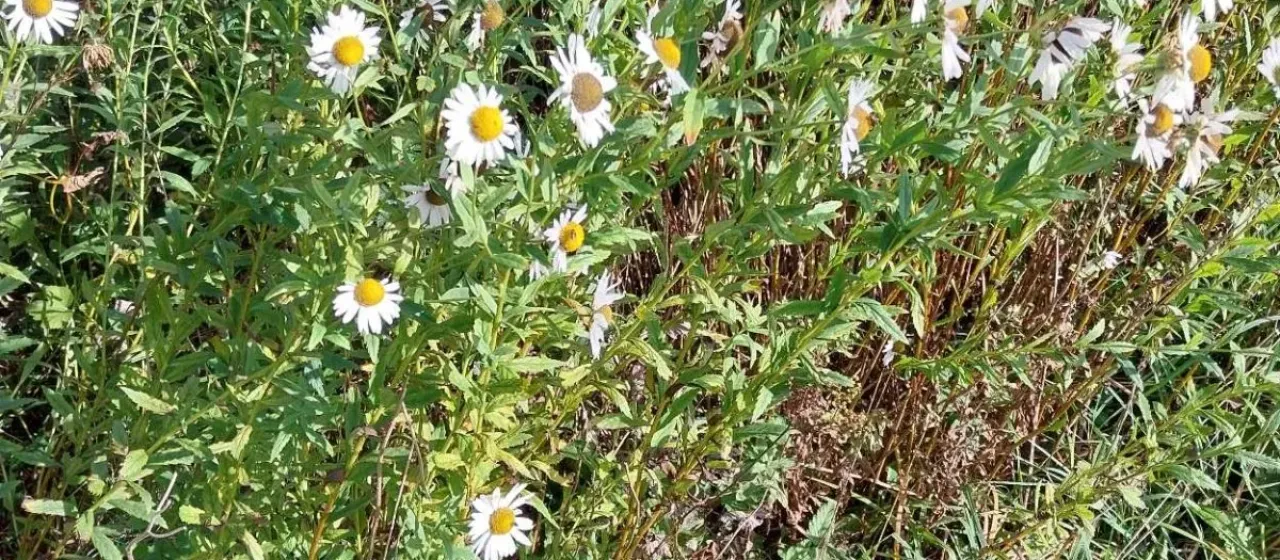 Leucanthemella