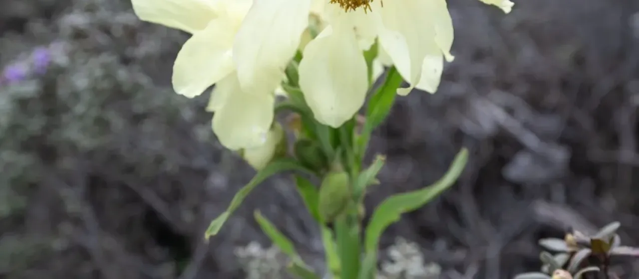 Meconopsis