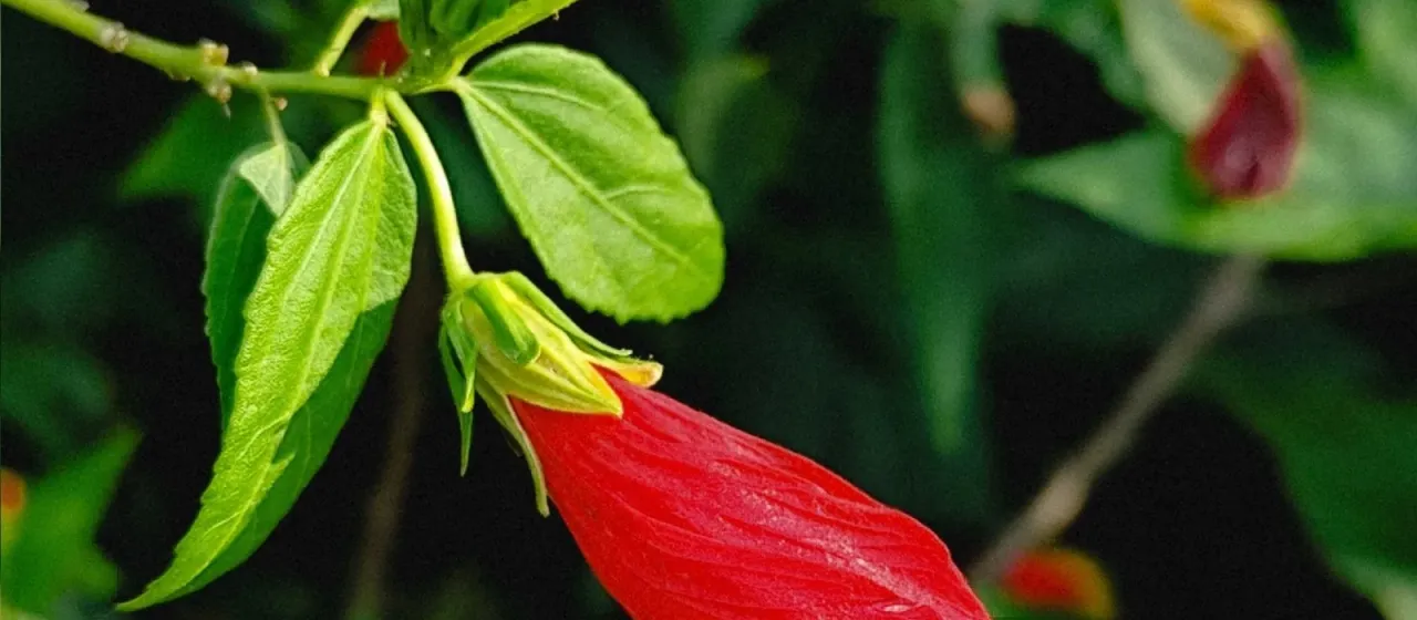 Malvaviscus