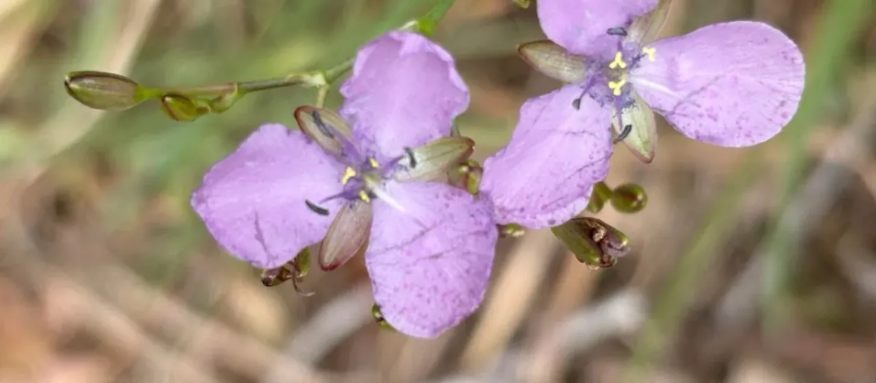 Murdannia