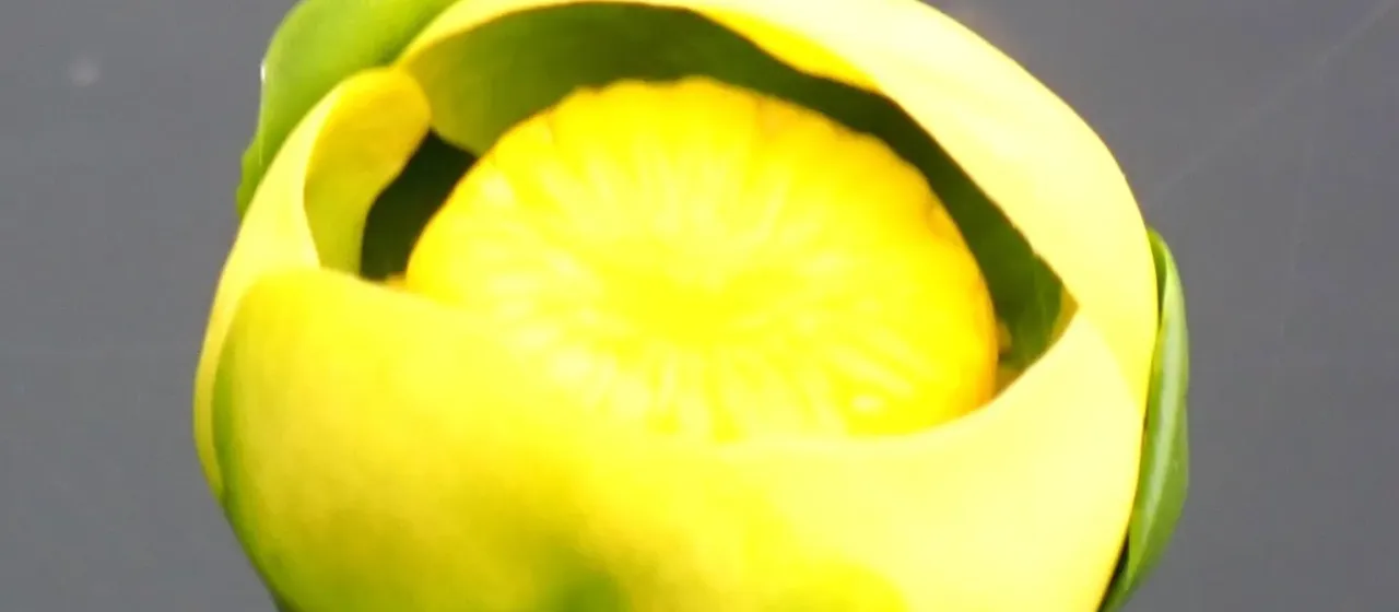 Nuphar