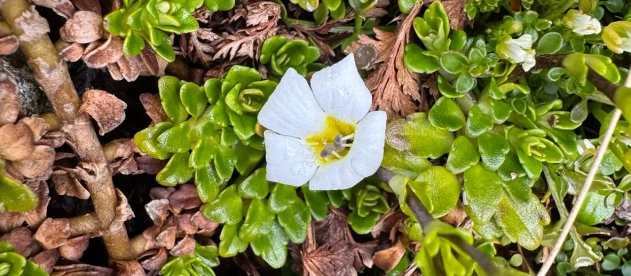 Ourisia
