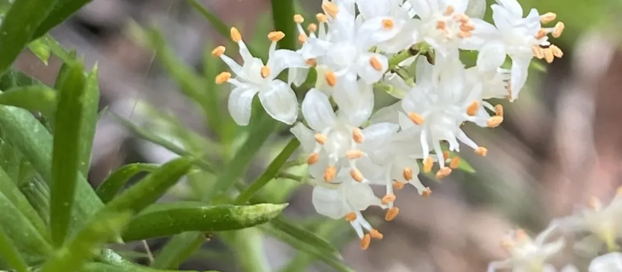 Sprenger's asparagus