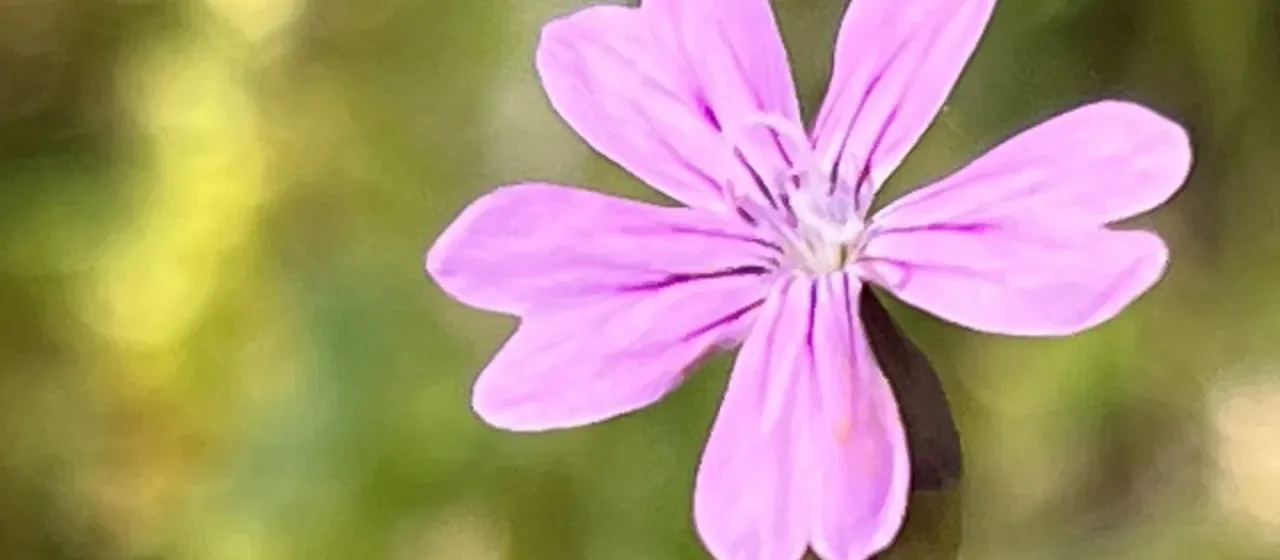 Petrorhagia