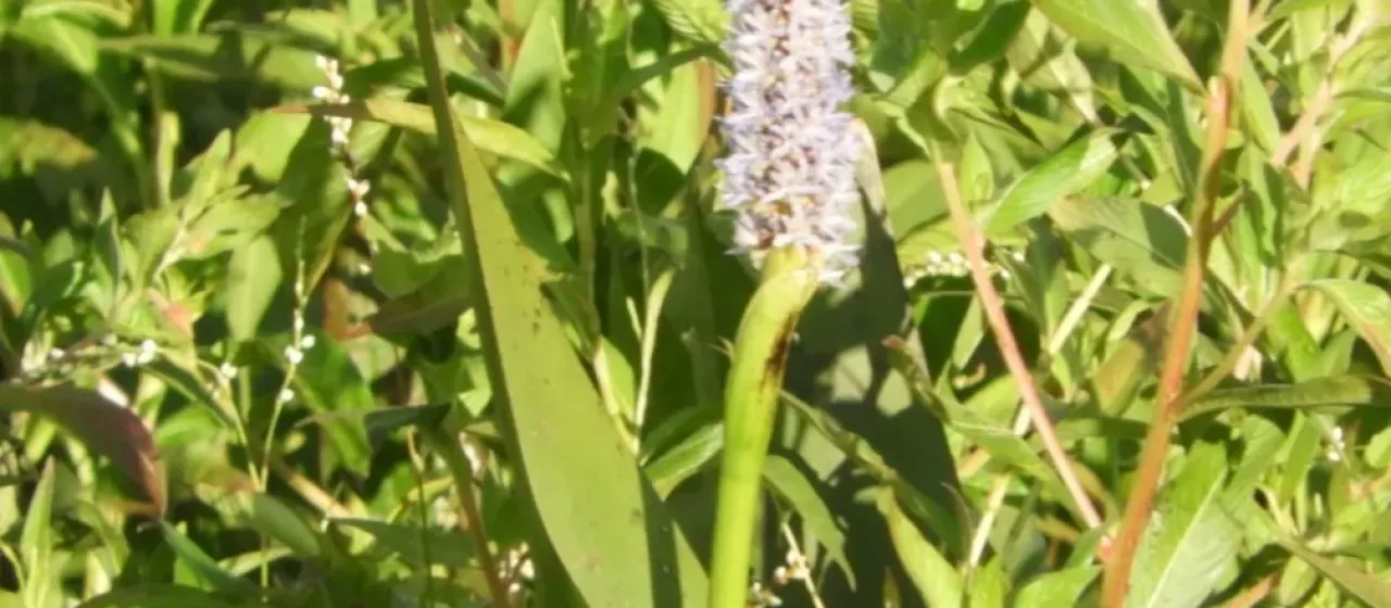 Pontederia