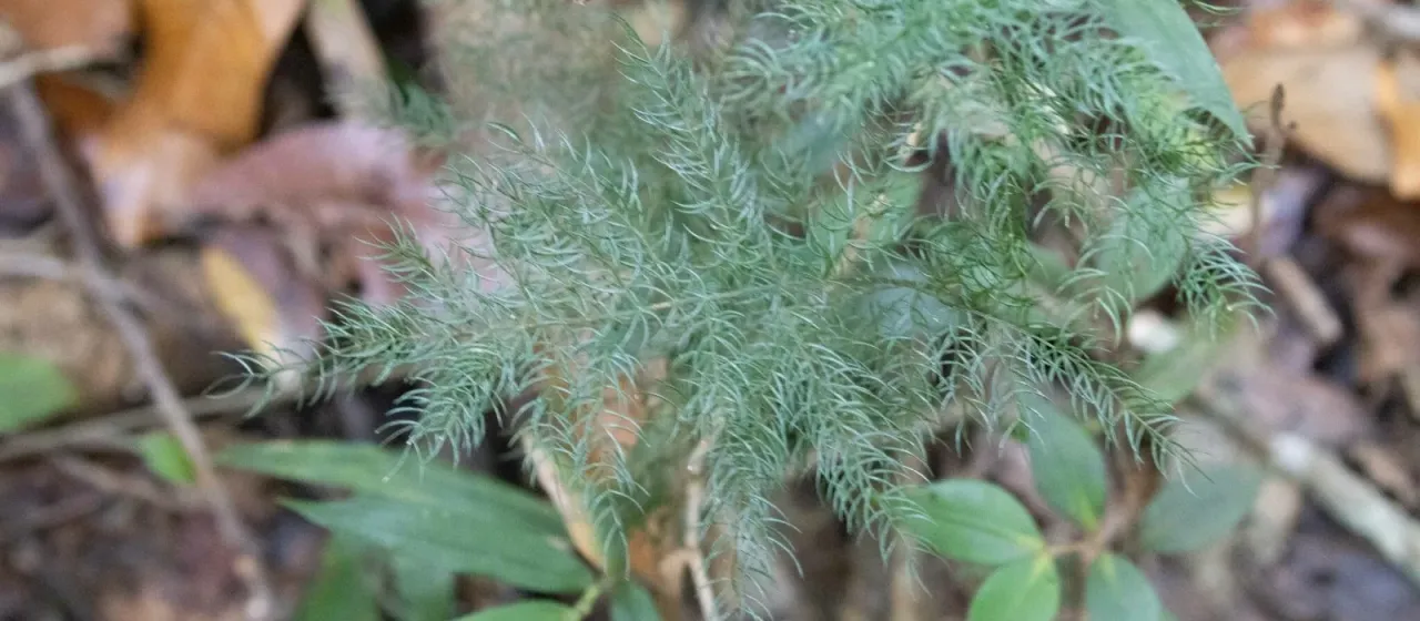 Madagascar asparagus