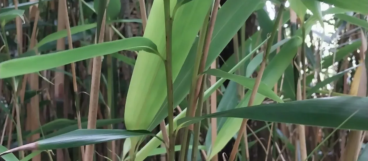 Pseudosasa