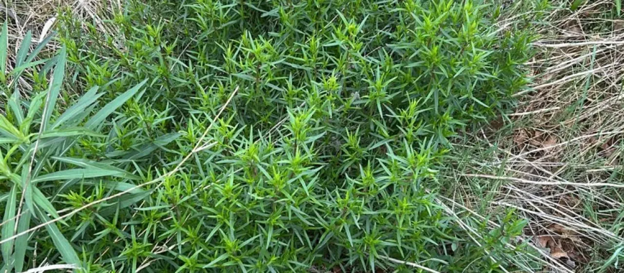Pycnanthemum
