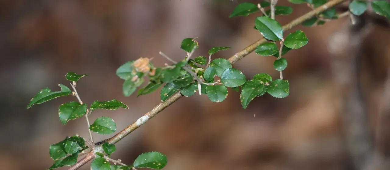 Sageretia