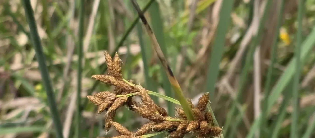 Schoenoplectus