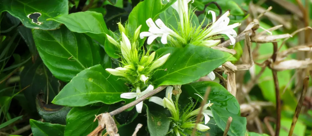 Schaueria