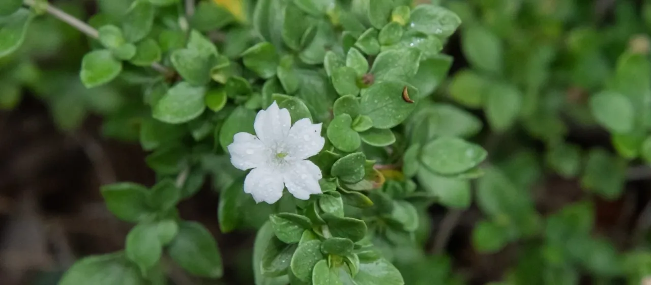 Serissa