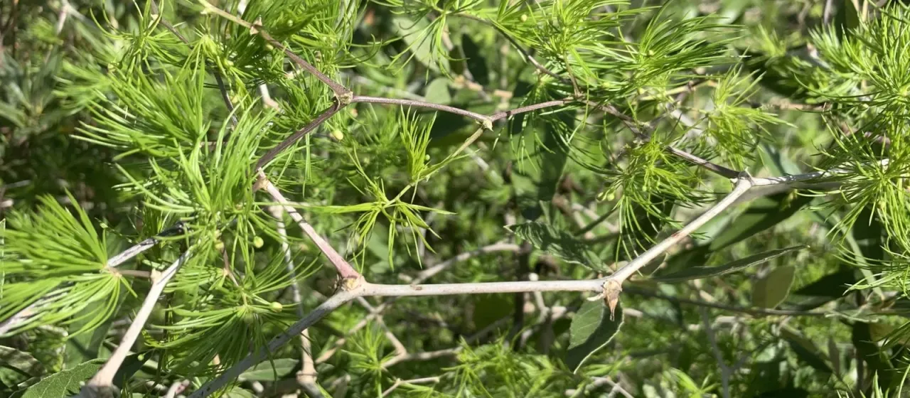 Asparagus retrofractus