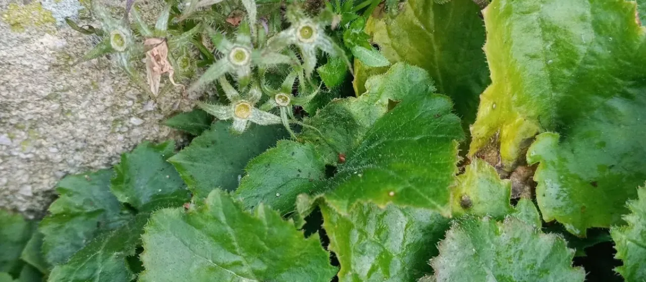 Symphyandra
